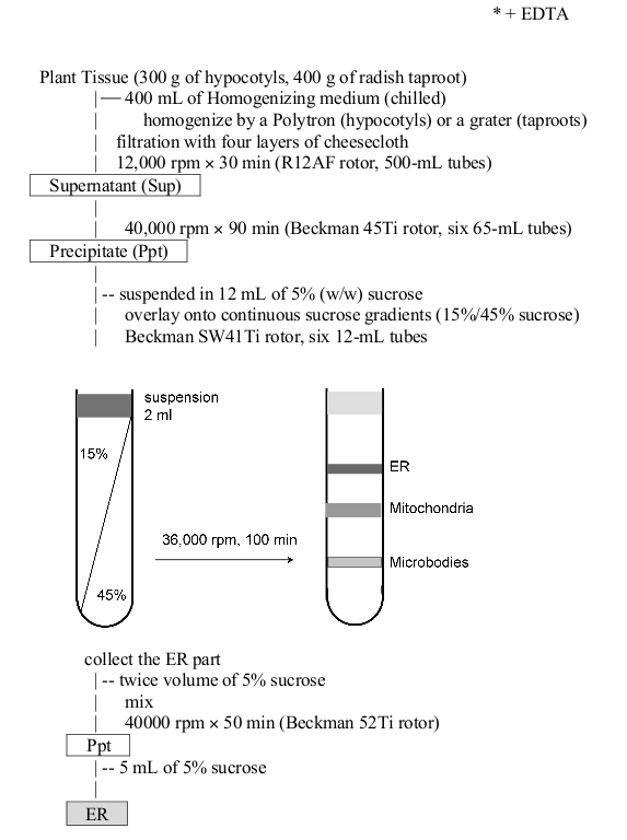 method of isolation of plant ER (2) 